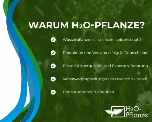 XXL Eidechsenschwanz im 2 Liter Pflanzkorb darum H2O-Pflanze